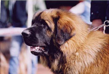 Theo des Jardins De Boudou